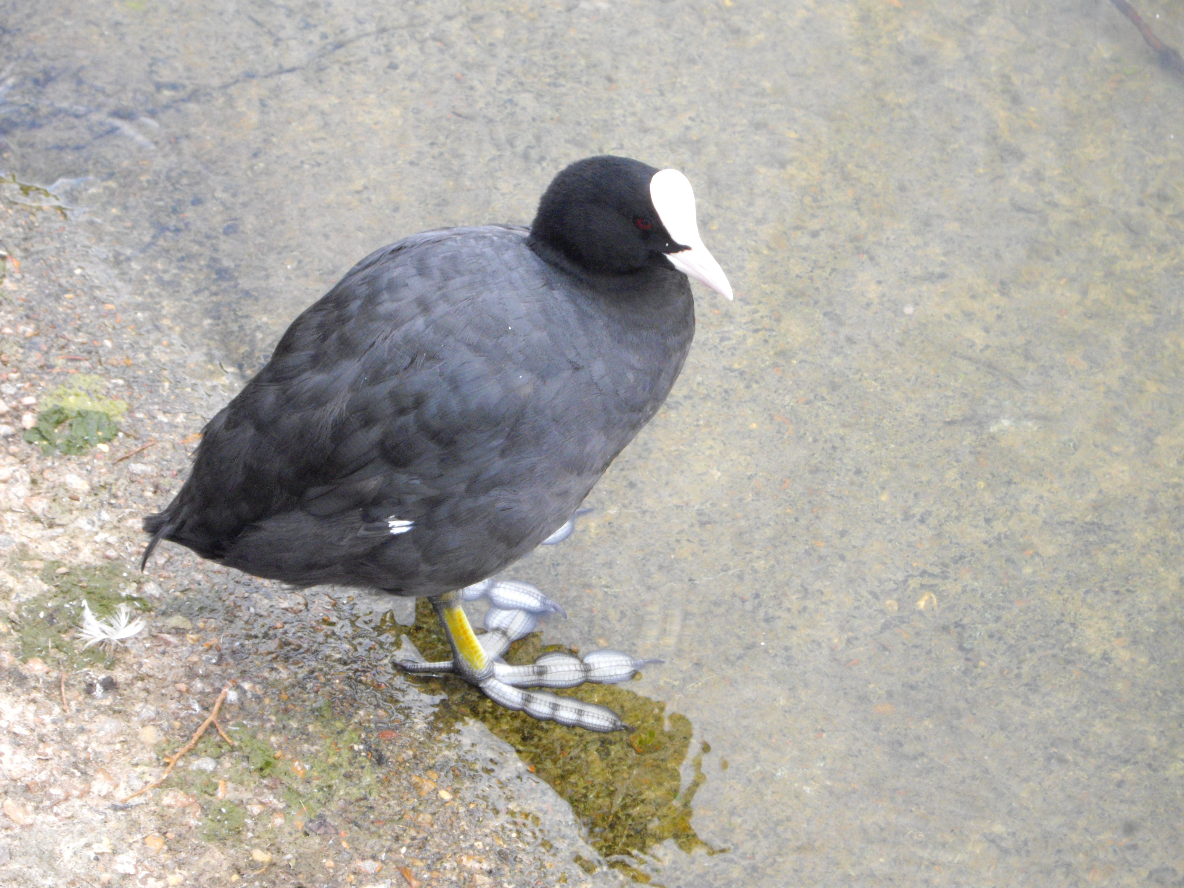 Crazy old coot at St. James Park!  Look at his feet!